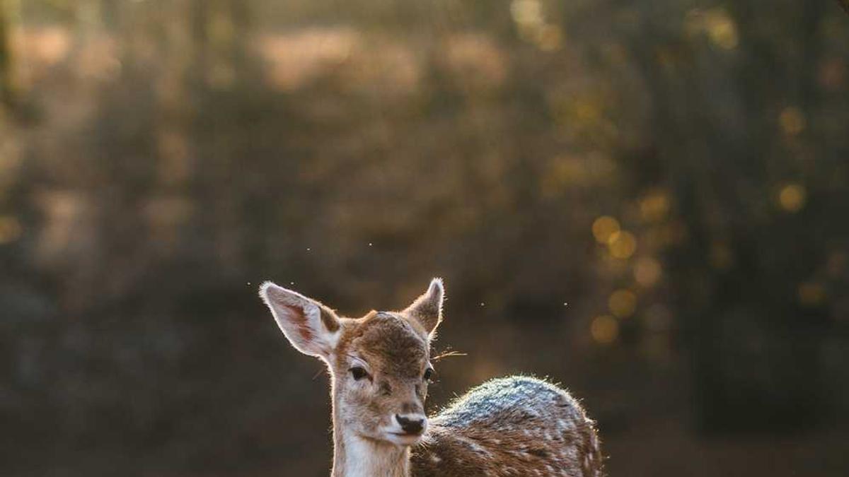 泰安岱岳区天平中心小学是公办的吗