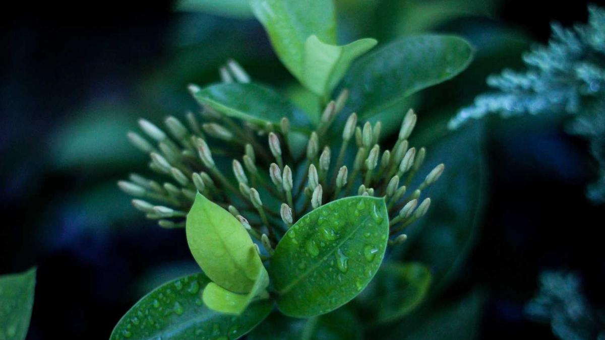 毕节1943酒怎么样