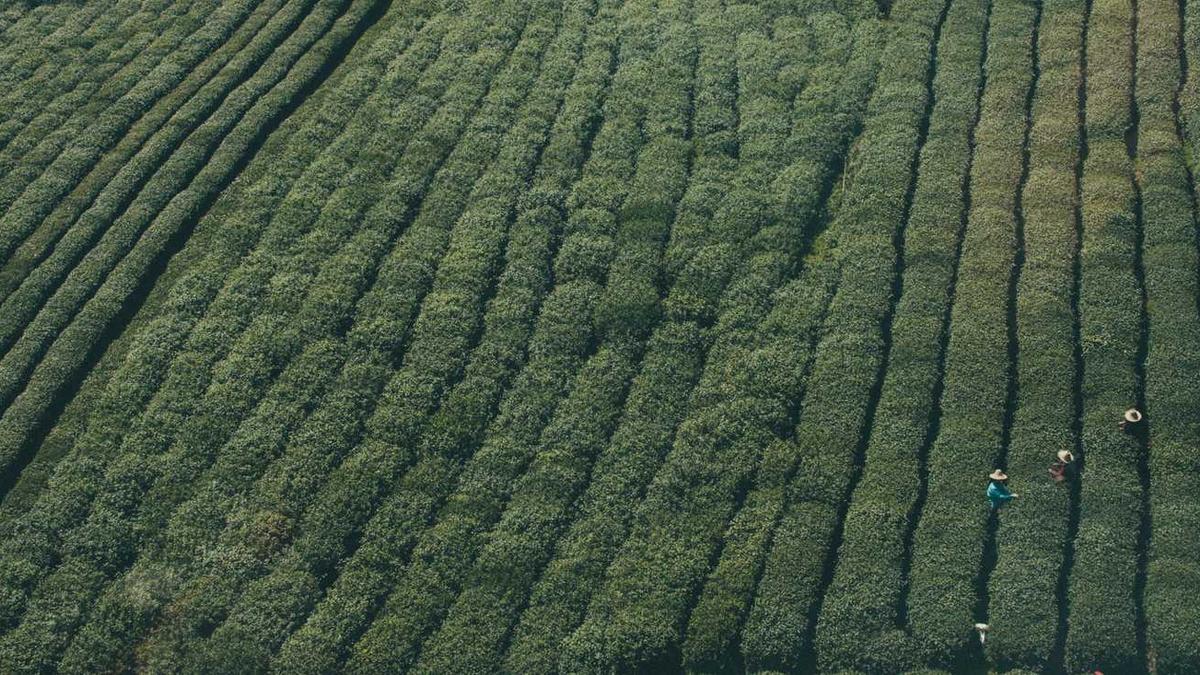 2025年四川省中医专长医师报名考核通过人员名单