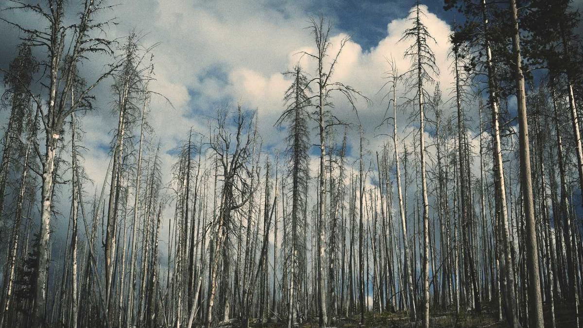 张柏芝遭粉丝突袭 张柏芝电影有哪些?