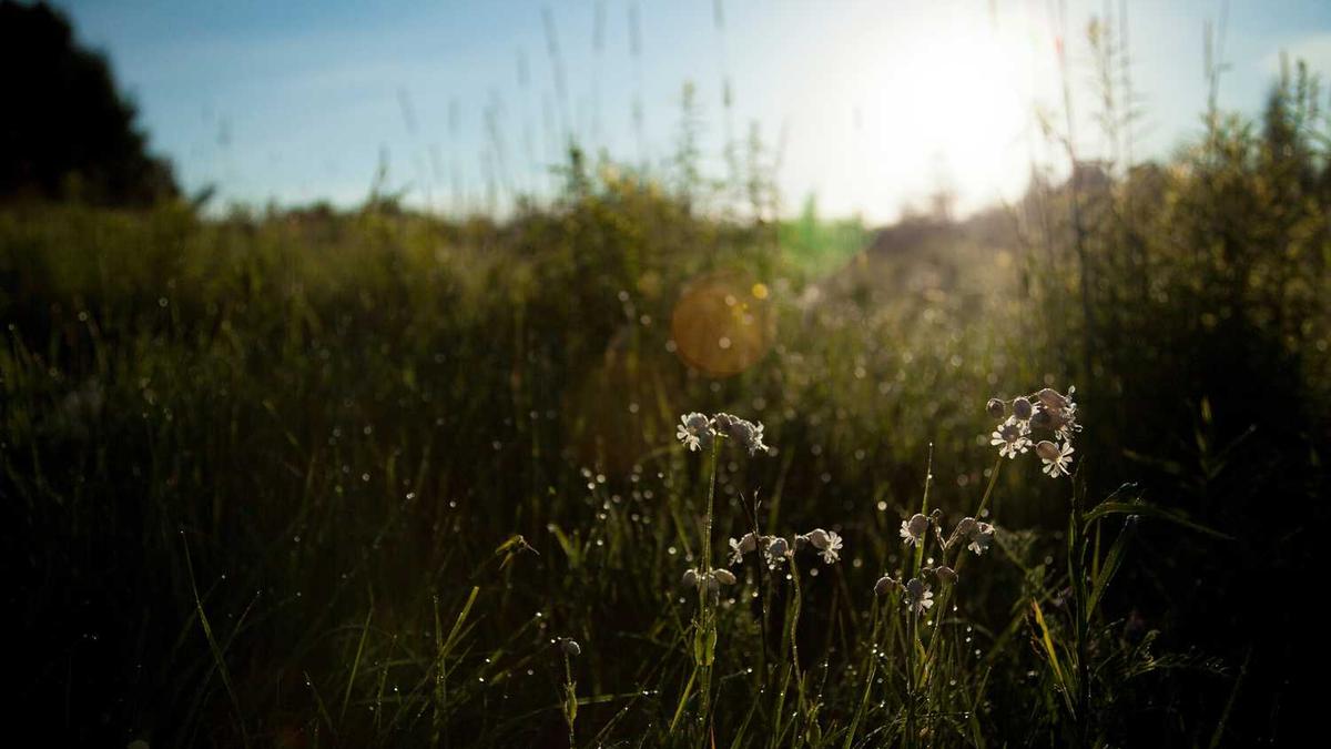 求8.2《亨利谁与争锋》的全部解说词