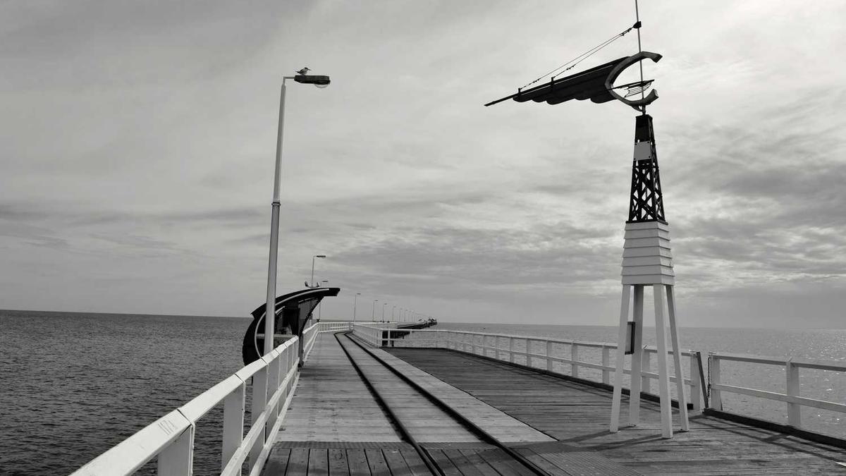 七八年的桂花树为什么不开花