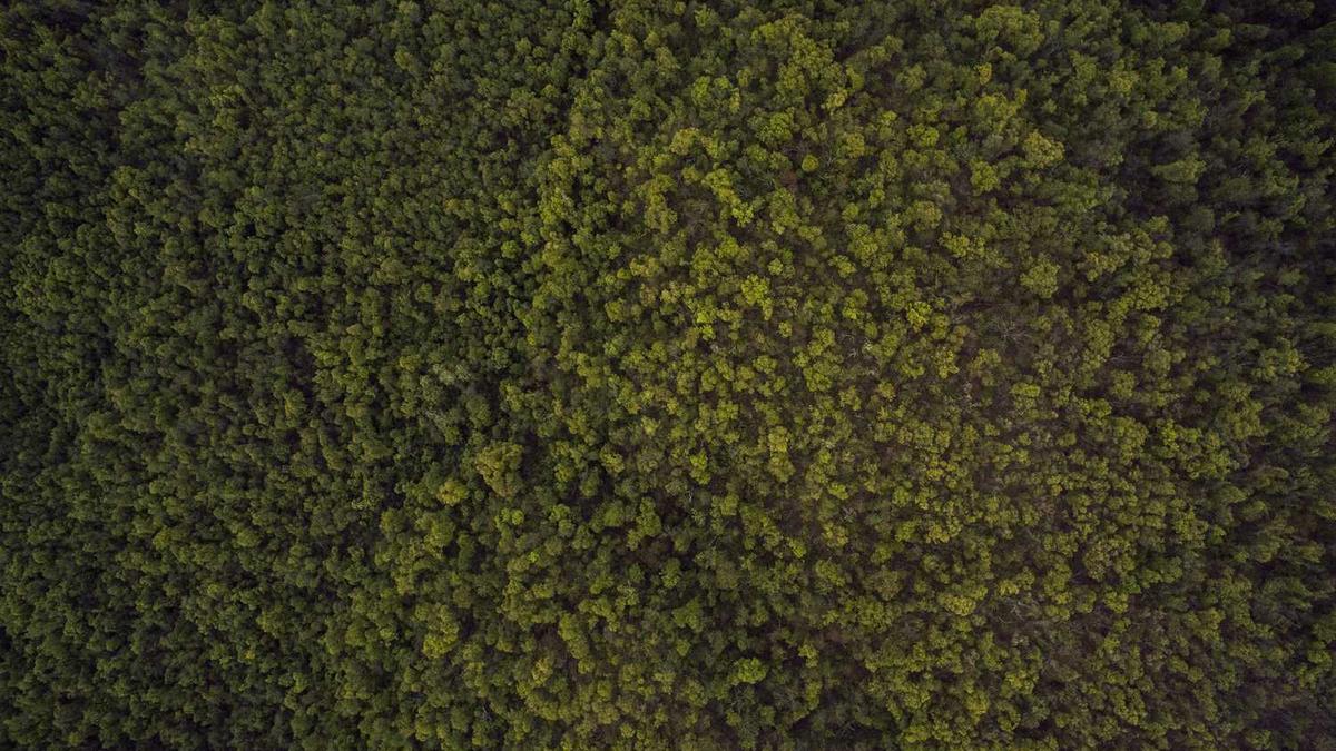 容县沙田柚和梅州沙田柚的区别