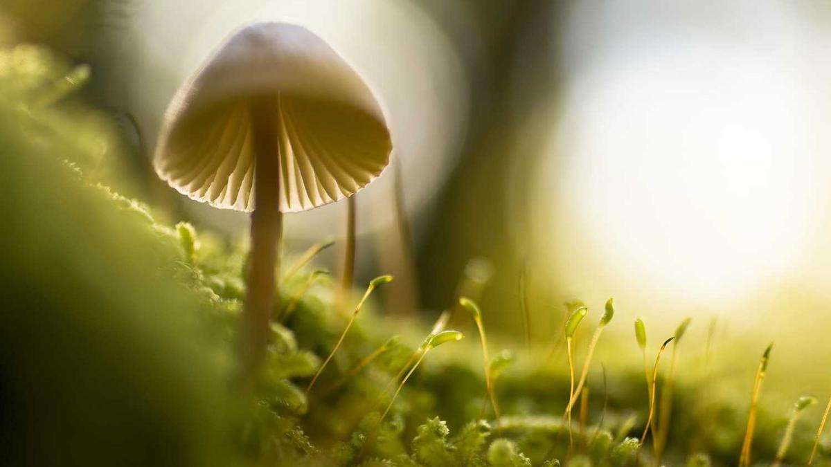 谢颂凯个人履历