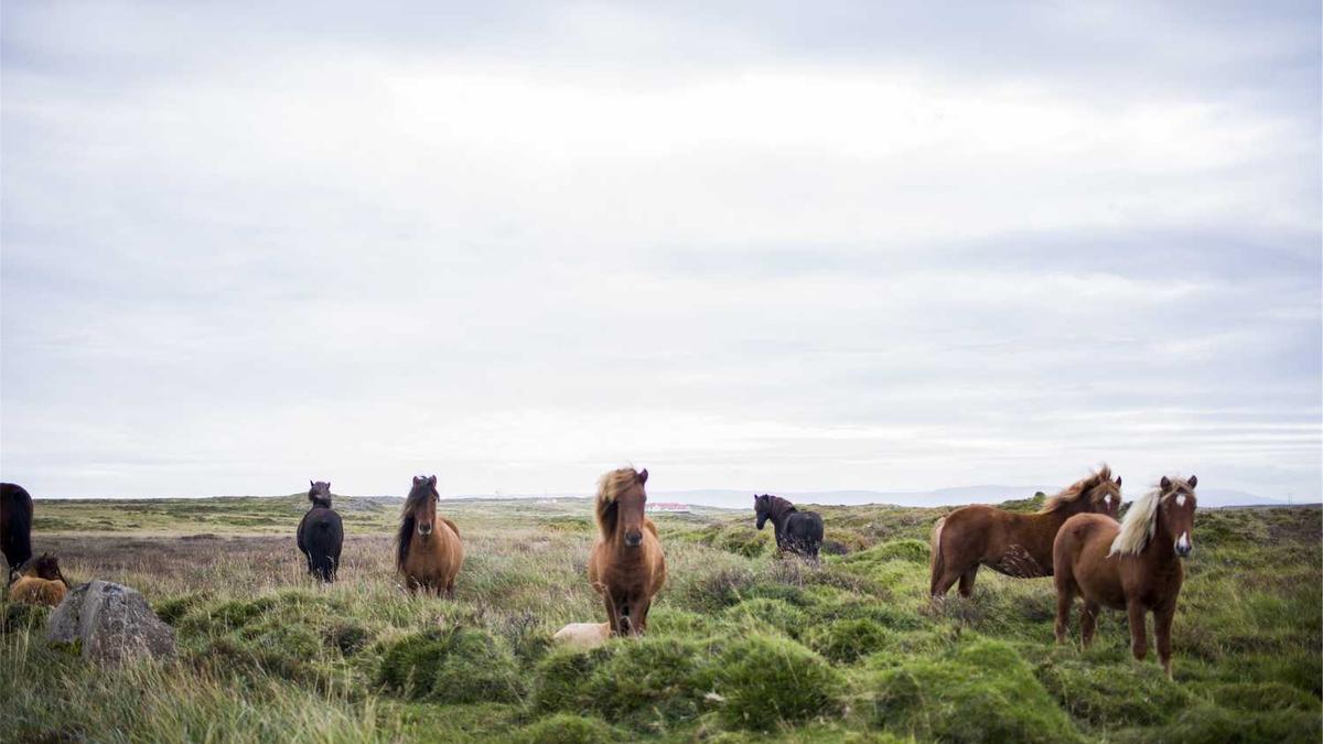 日照金山旺什么属相