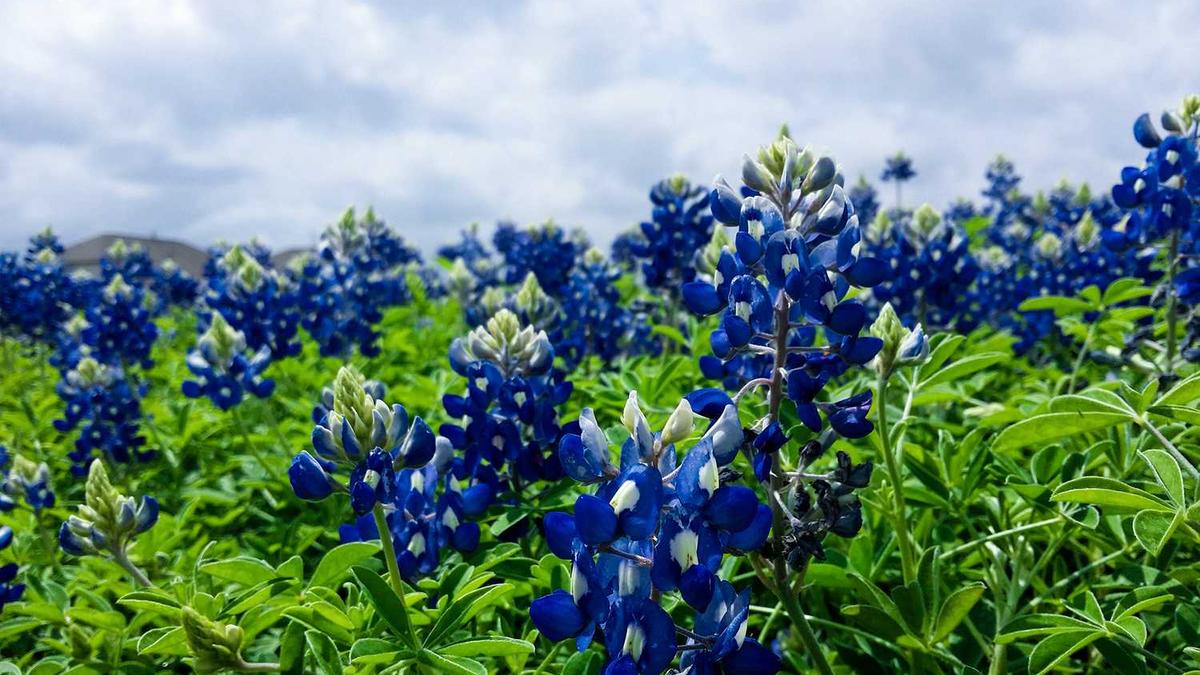 丽水莲都外国语学校师资力量